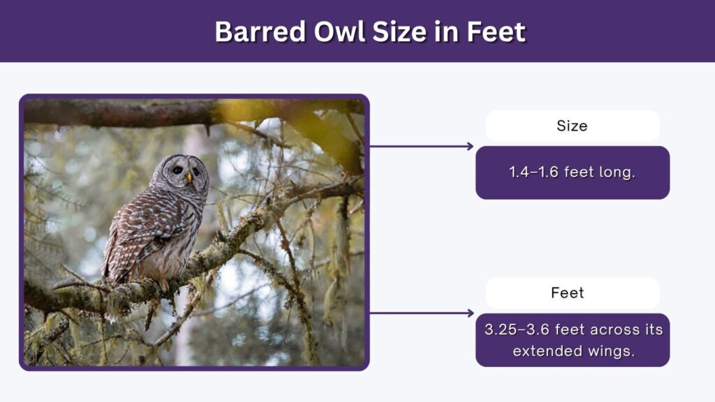 Barred Owl Size in Feet