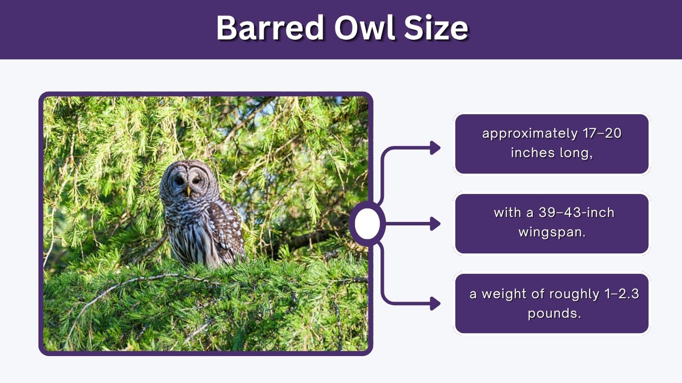 Barred Owl Size: Length, Wingspan, Weight, and Comparisons