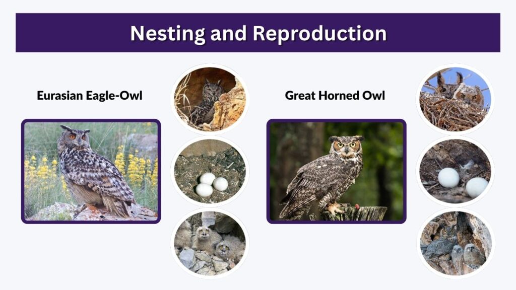 Nesting and Reproduction