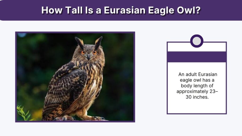 How Tall Is a Eurasian Eagle Owl?