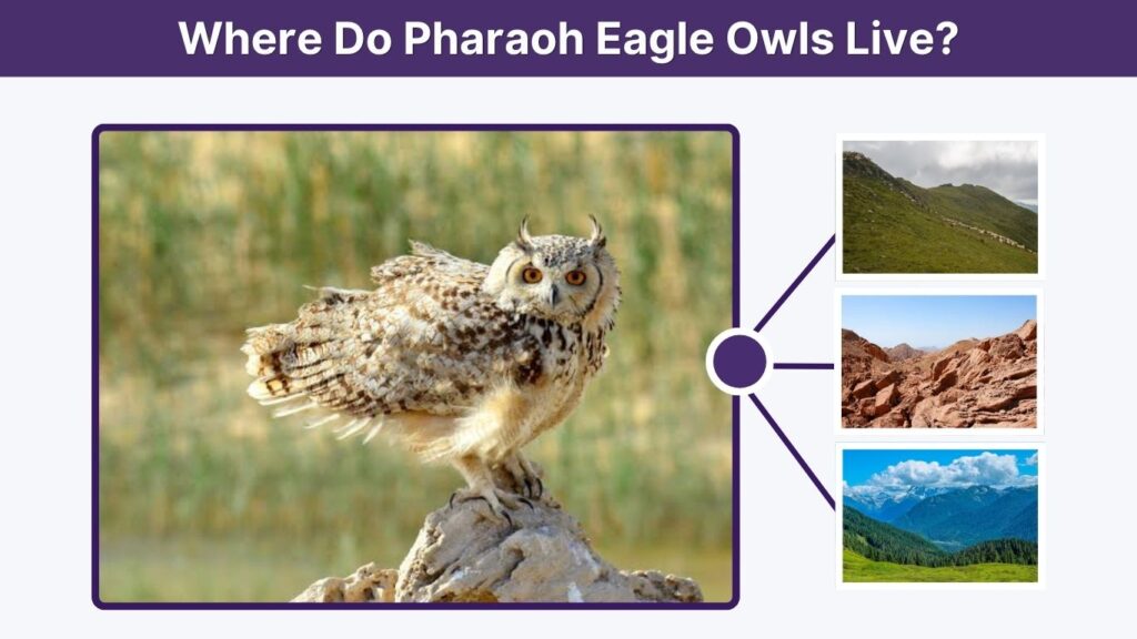 Where Do Pharaoh Eagle Owls Live?