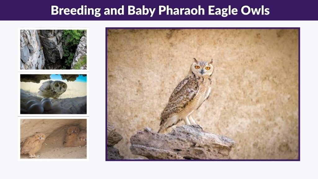 Breeding and Baby Pharaoh Eagle Owls