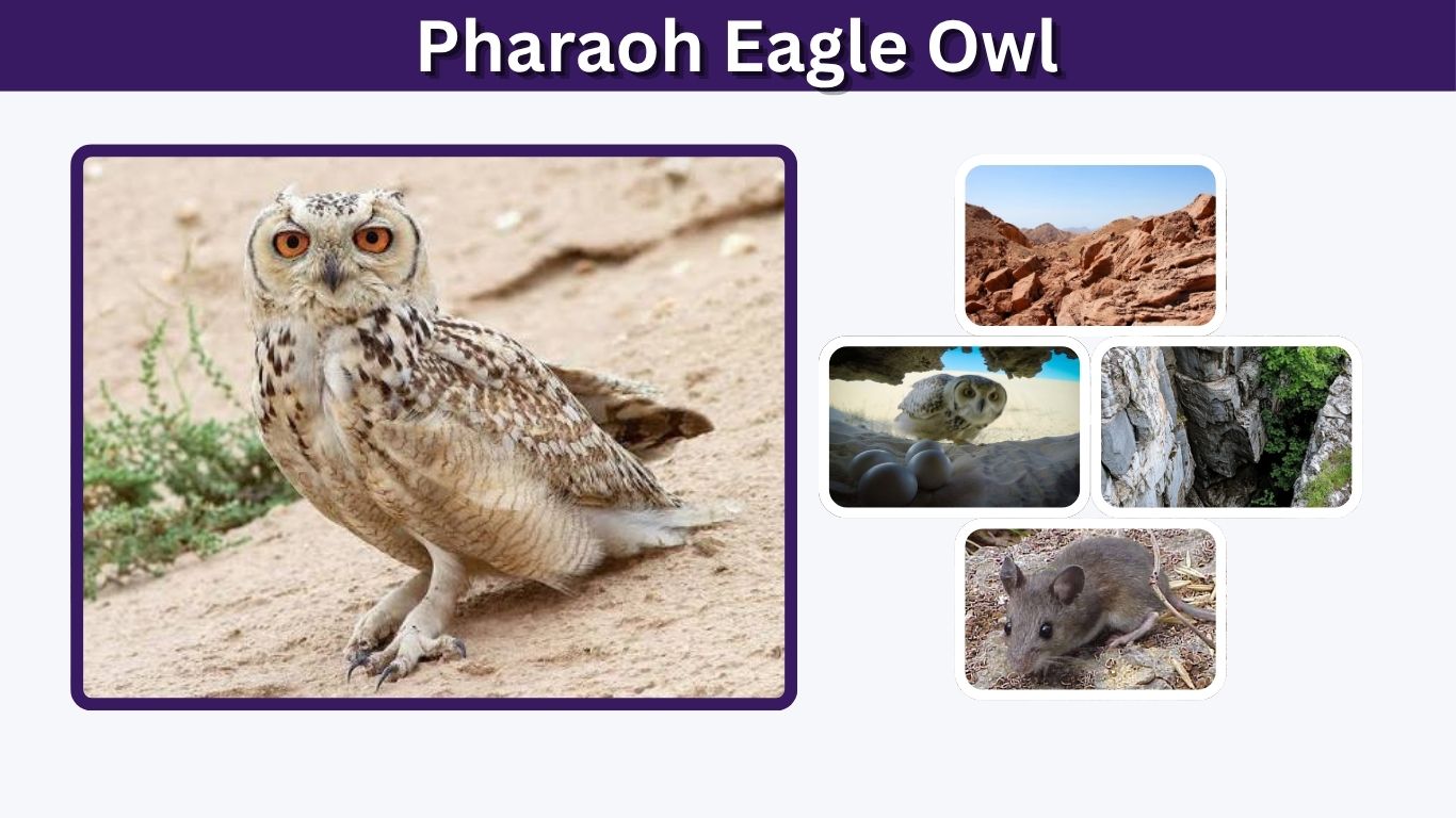 Pharaoh Eagle Owl: Size, Habitat, Diet, and Facts