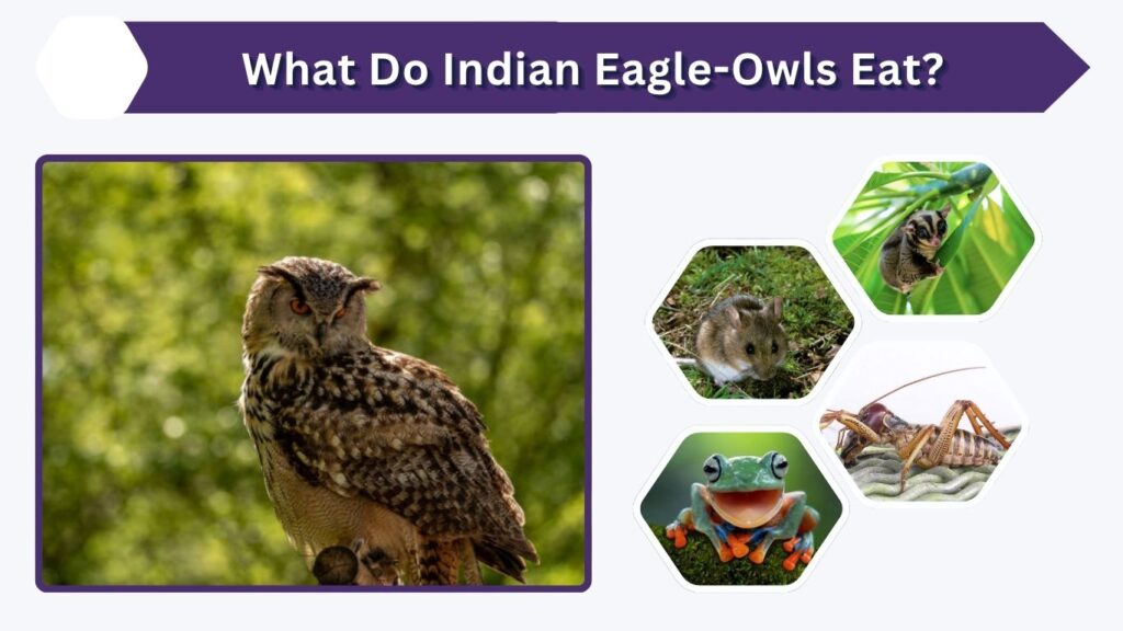 What Do Indian Eagle-Owls Eat?