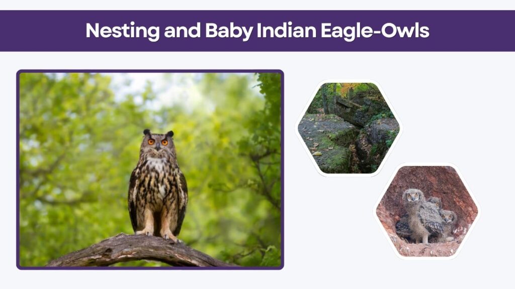 Nesting and Baby Indian Eagle-Owls