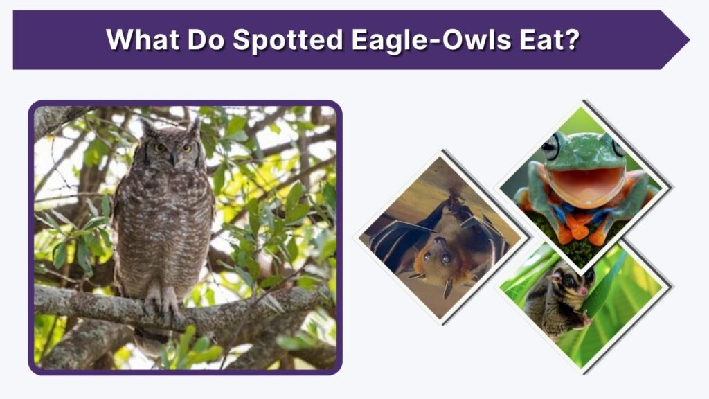 What Do Spotted Eagle-Owls Eat?