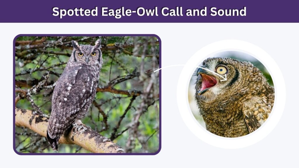 Spotted Eagle-Owl Call and Sound