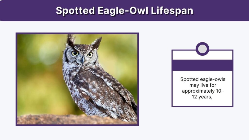 Spotted Eagle-Owl Lifespan