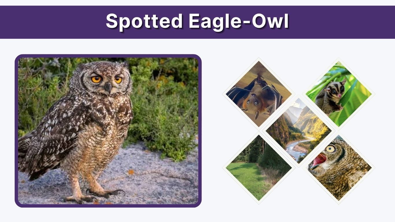 Spotted Eagle-Owl: Size, Diet, Habitat, and Facts