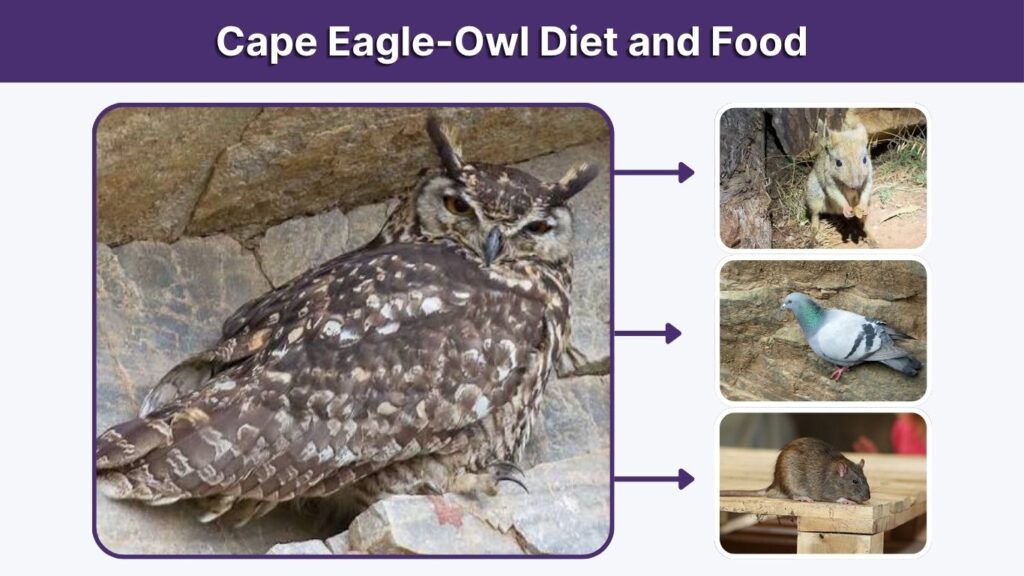 Cape Eagle-Owl Diet and Food
