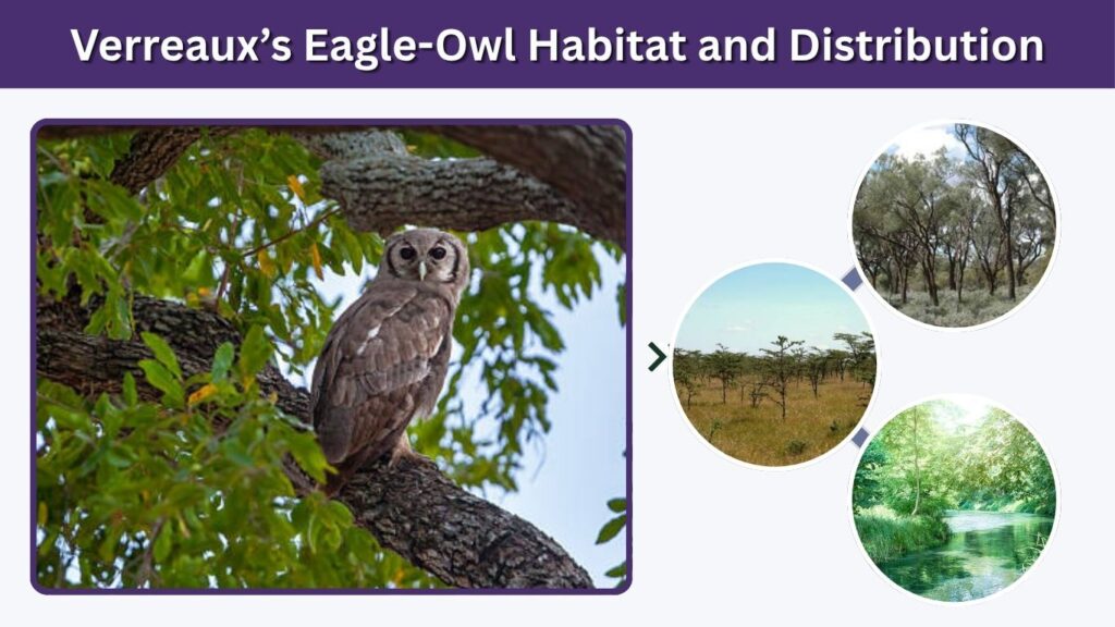 Verreaux’s Eagle-Owl Habitat and Distribution