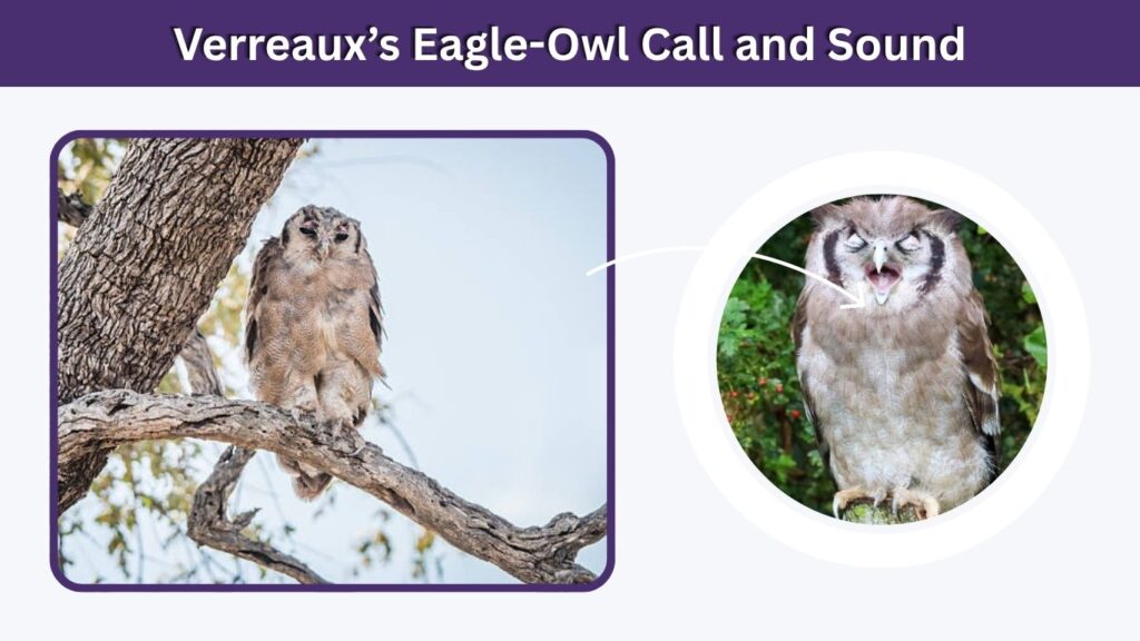 Verreaux’s Eagle-Owl Call and Sound