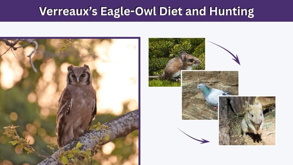 Verreaux’s Eagle-Owl Diet and Hunting