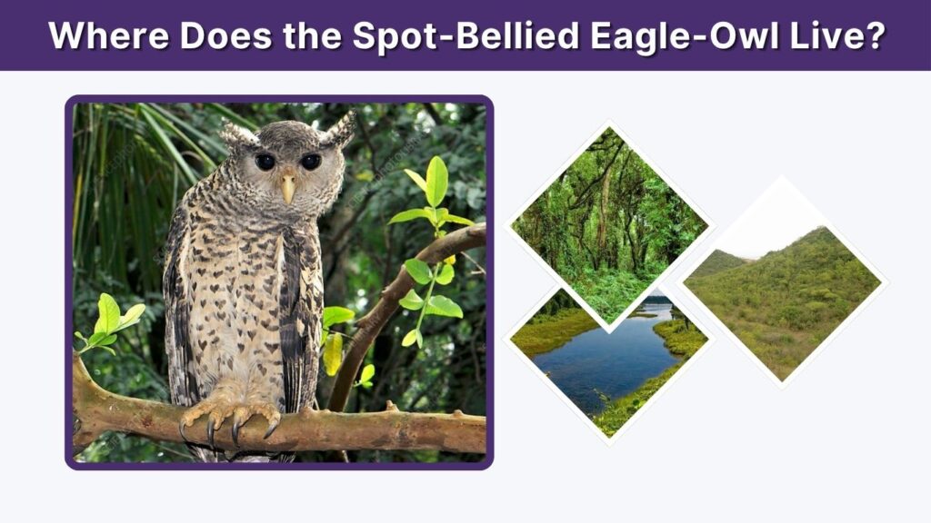 Where Does the Spot-Bellied Eagle-Owl Live?