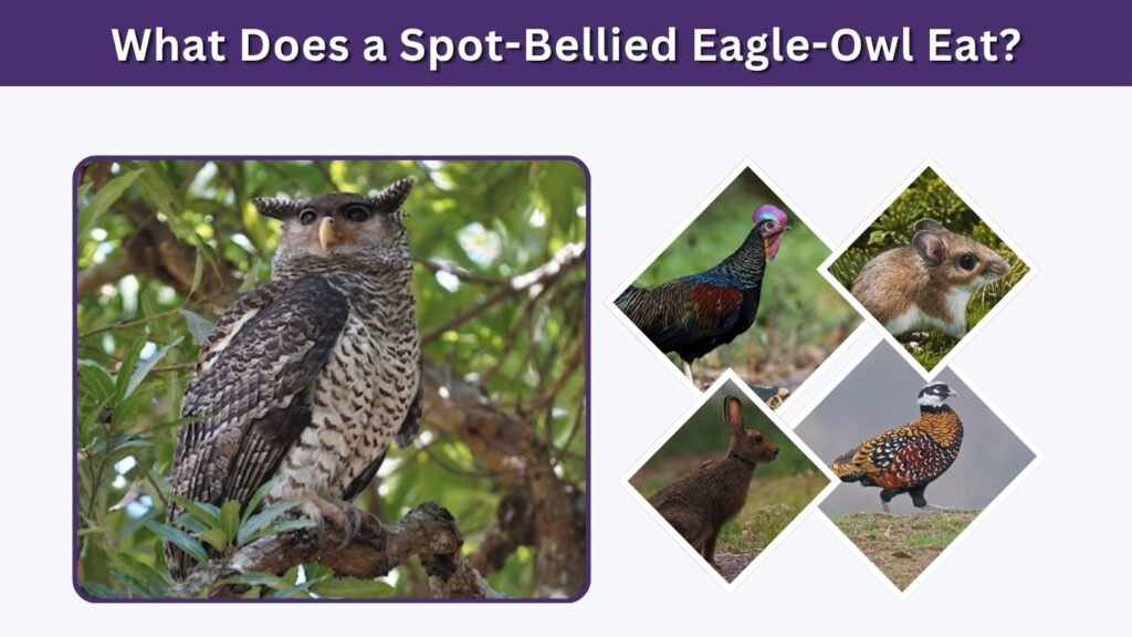 What Does a Spot-Bellied Eagle-Owl Eat?