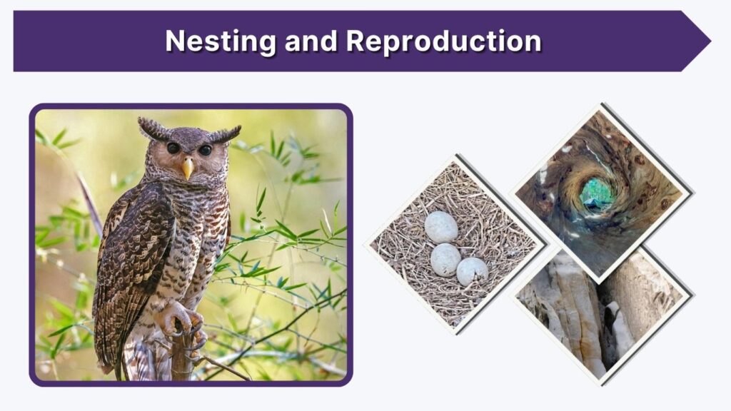 Nesting and Reproduction