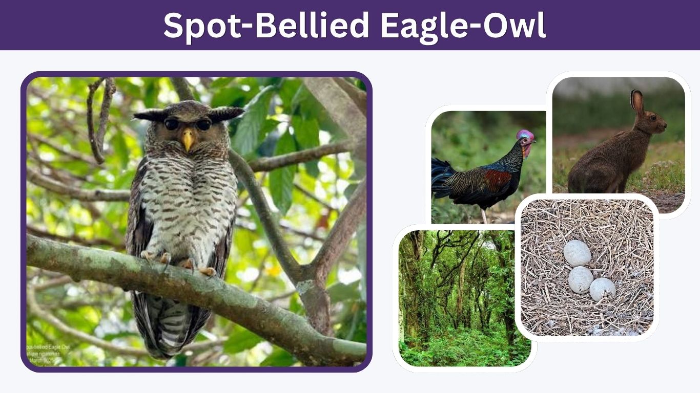 Spot-Bellied Eagle-Owl: Size, Call, Habitat and Facts