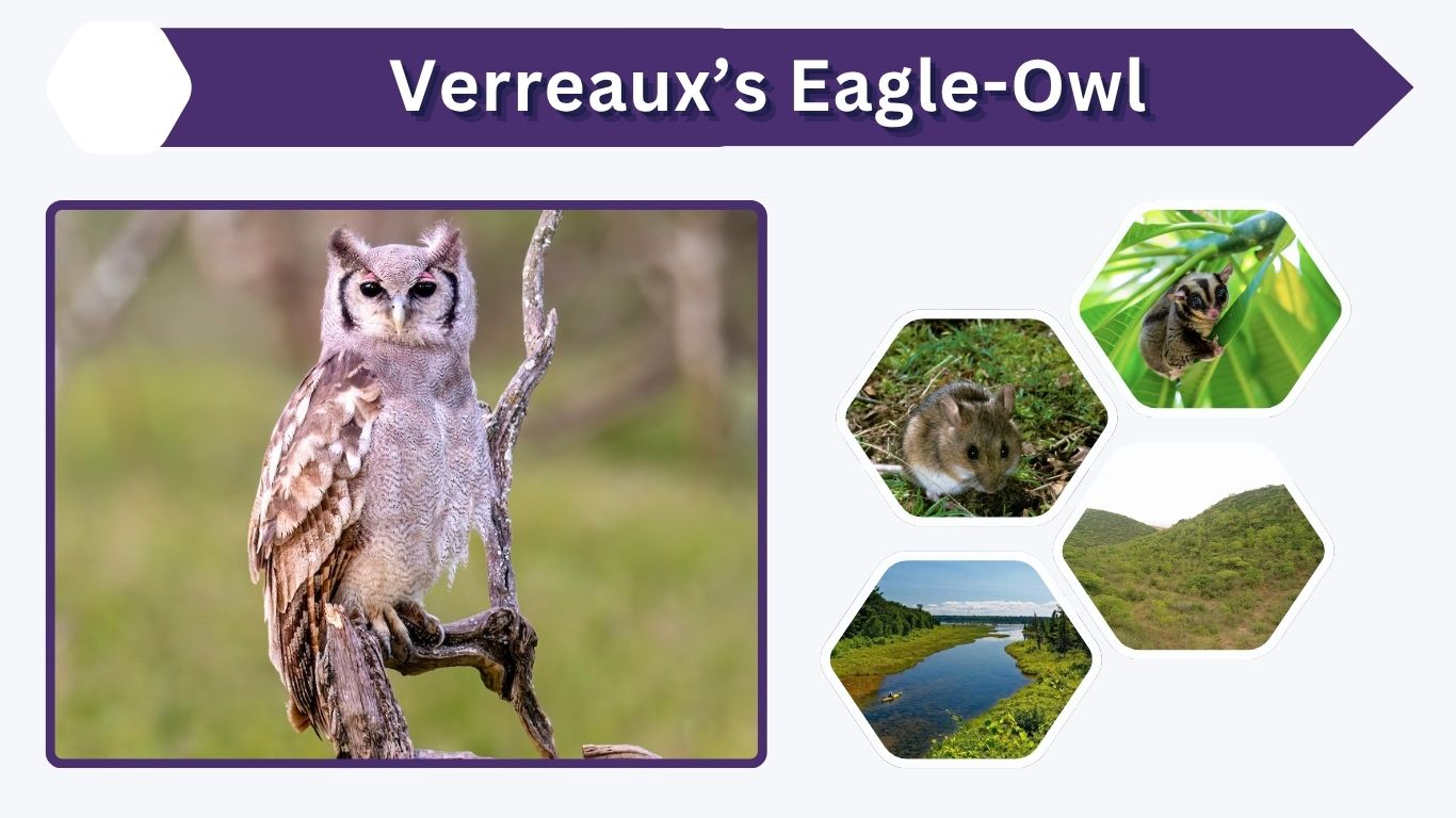 Verreaux’s Eagle-Owl: Size, Wingspan, Diet and Facts