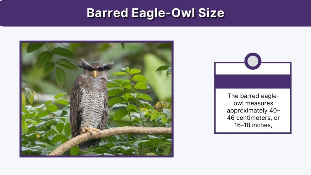 Barred Eagle-Owl Size