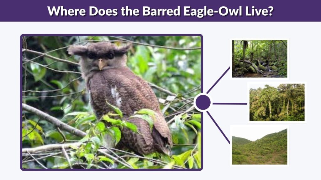 Where Does the Barred Eagle-Owl Live?