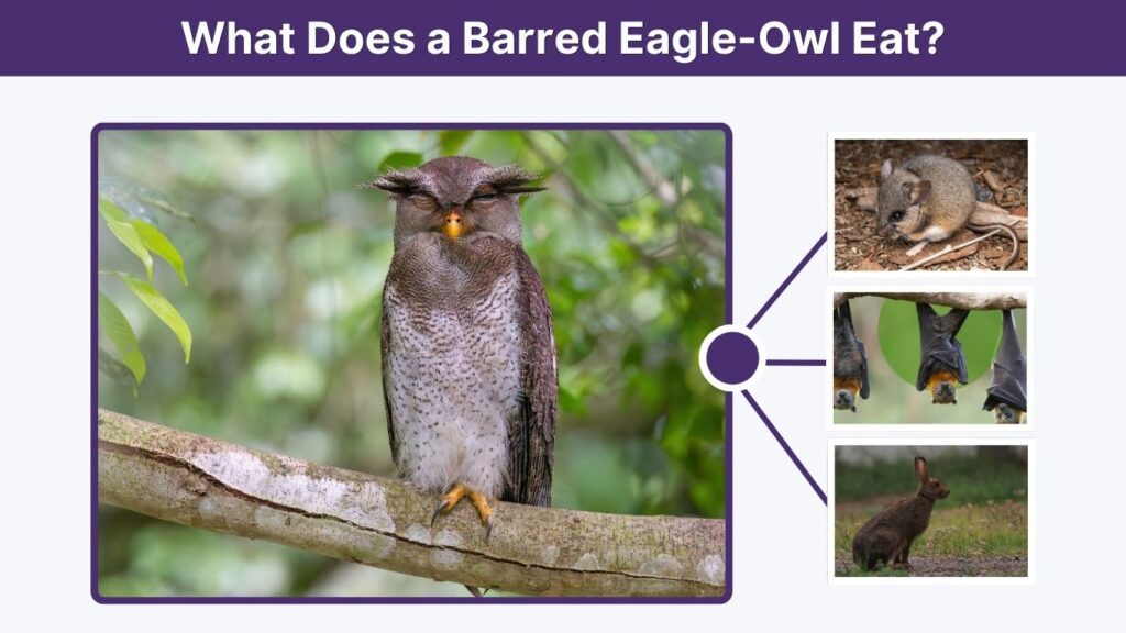 What Does a Barred Eagle-Owl Eat?
