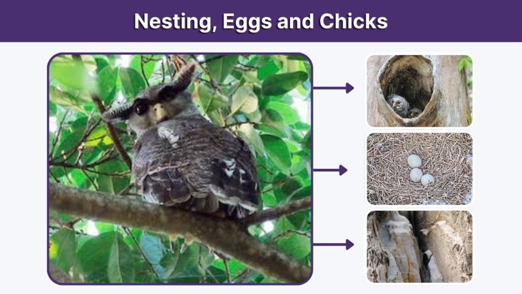 Nesting, Eggs and Chicks