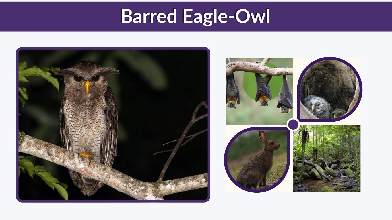Barred Eagle-Owl: Size, Habitat, Diet, Call and Facts