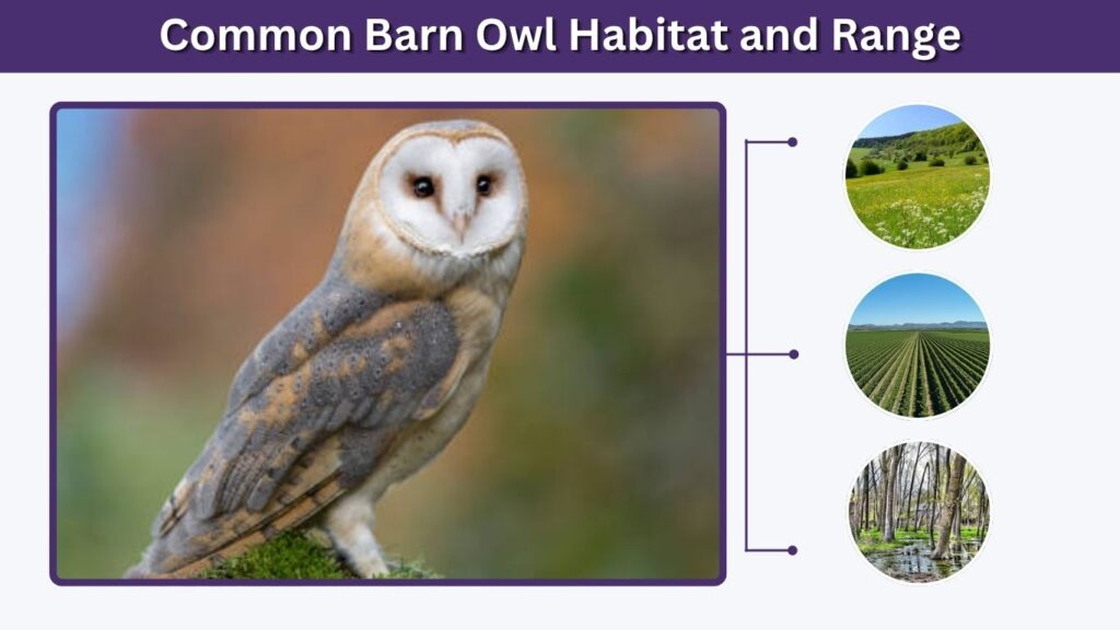 Common Barn Owl Habitat and Range