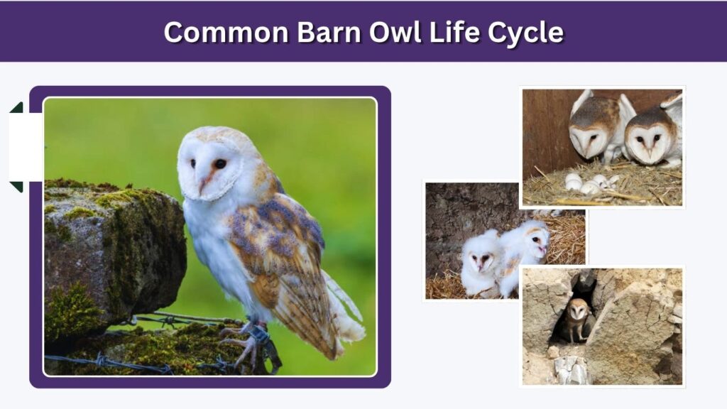 Common Barn Owl Life Cycle