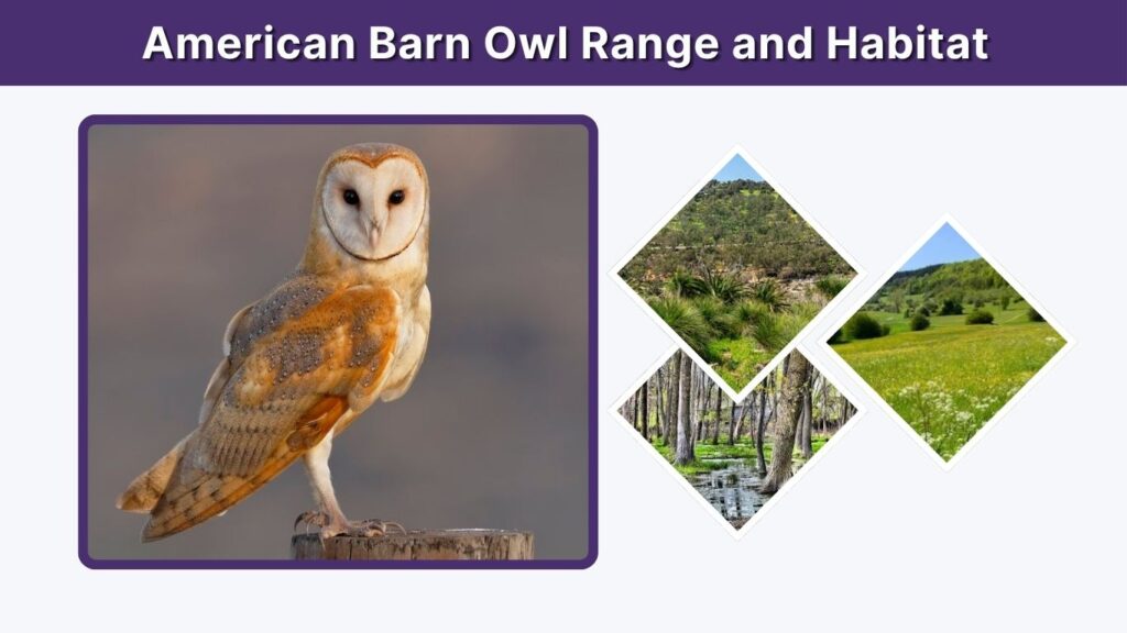 American Barn Owl Range and Habitat