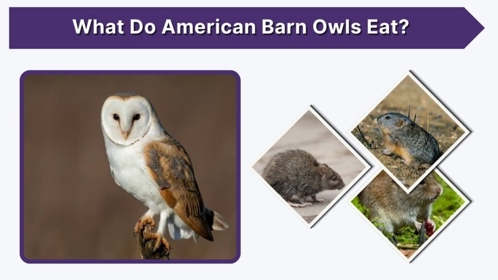 What Do American Barn Owls Eat?