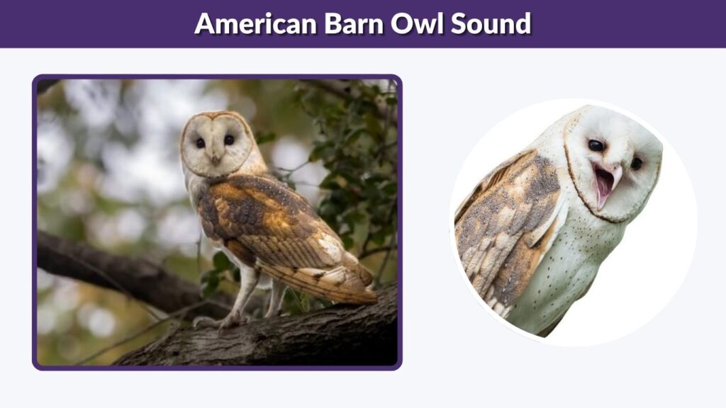 American Barn Owl Sound