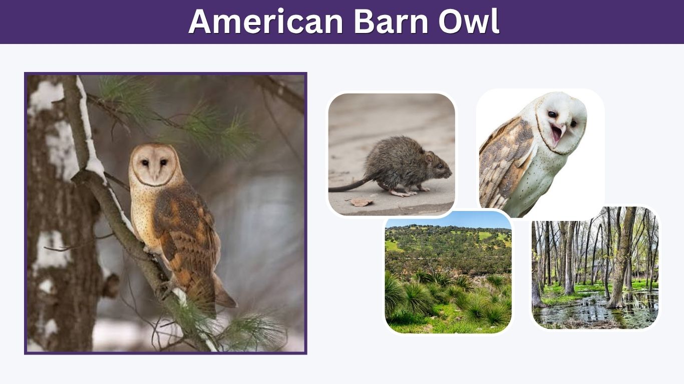 American Barn Owl: Habitat, Sound, Range and Facts