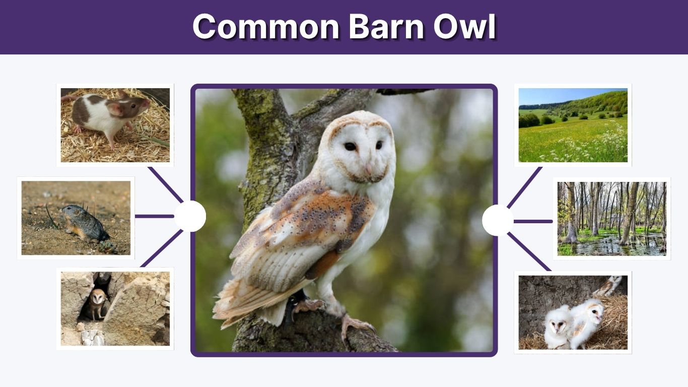 Common Barn Owl: Habitat, Diet, Adaptations and Facts