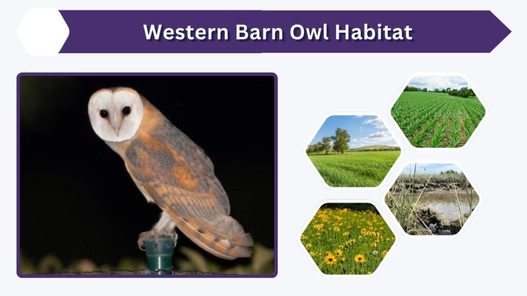 Western Barn Owl Habitat