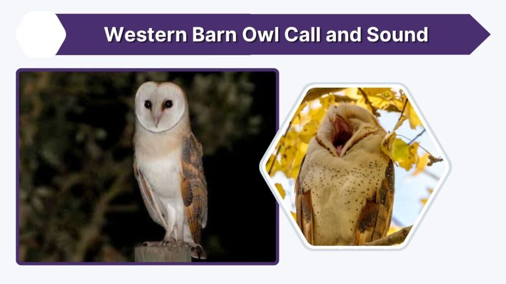 Western Barn Owl Call and Sound