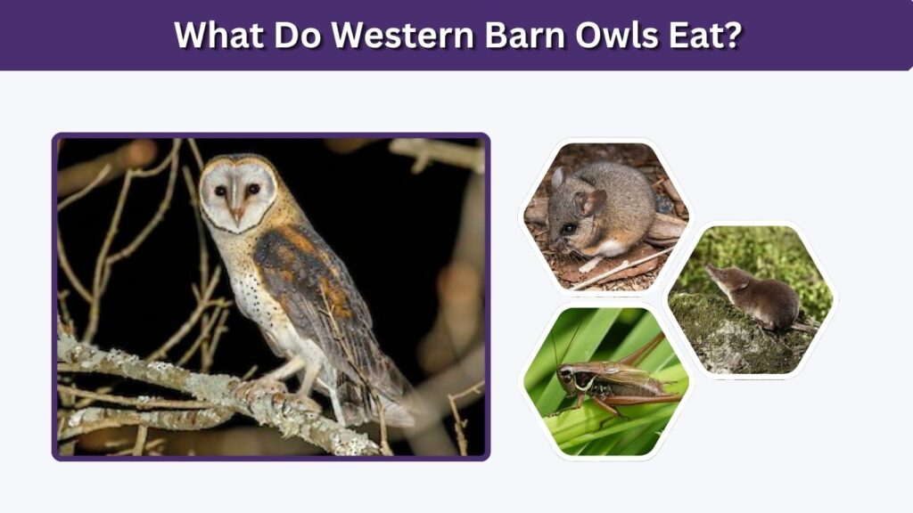 What Do Western Barn Owls Eat?