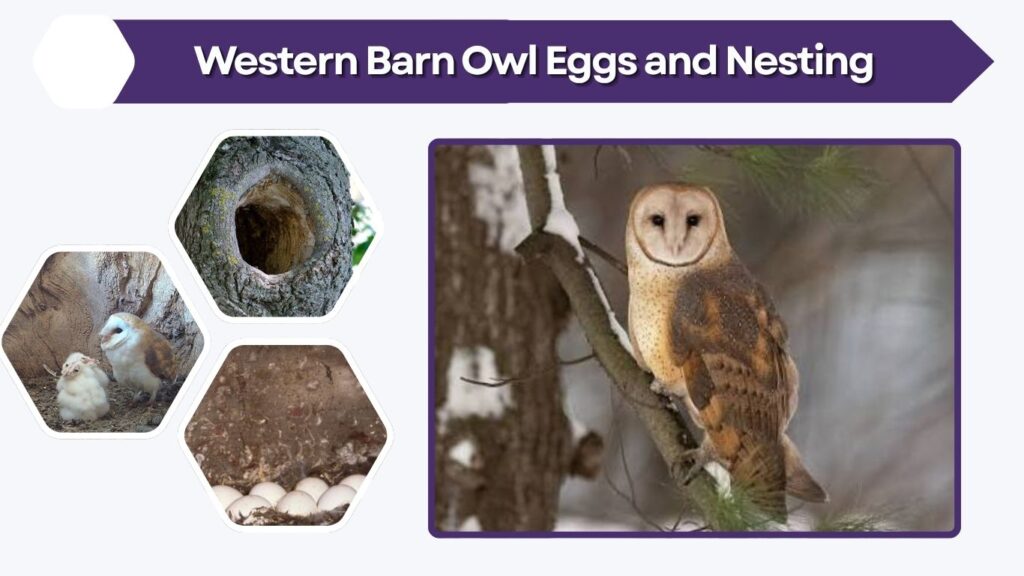 Western Barn Owl Eggs and Nesting
