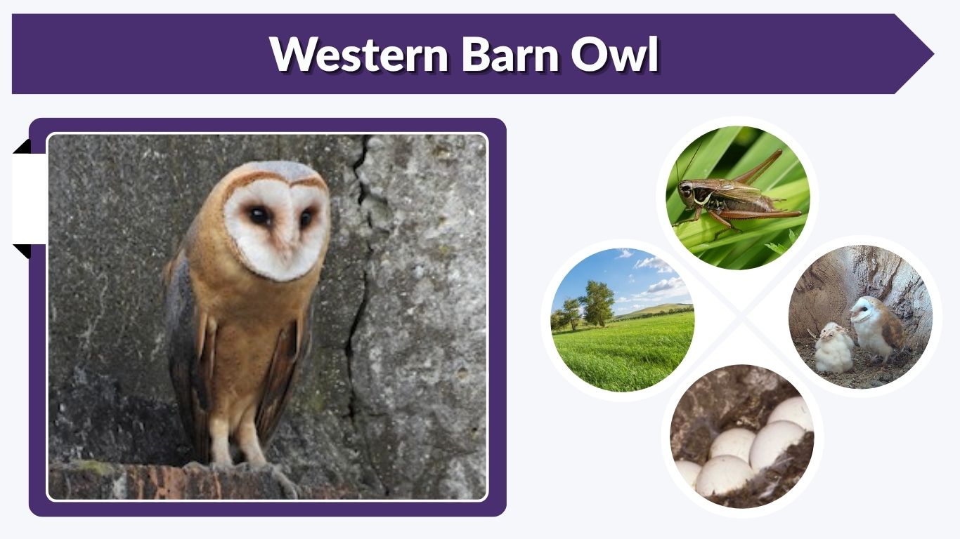 Western Barn Owl: Habitat, Call, Size, Range & Facts