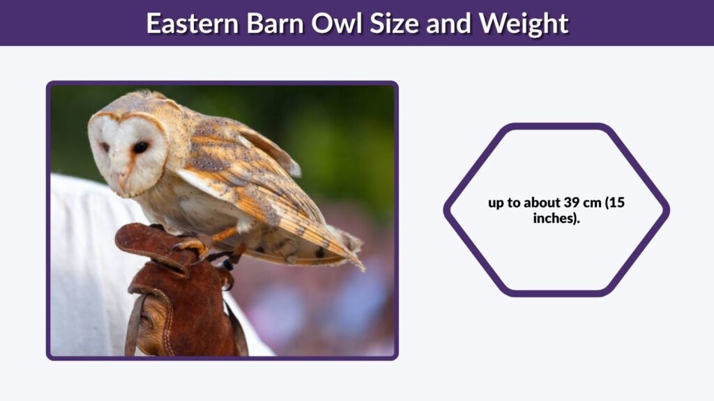 Eastern Barn Owl Size and Weight