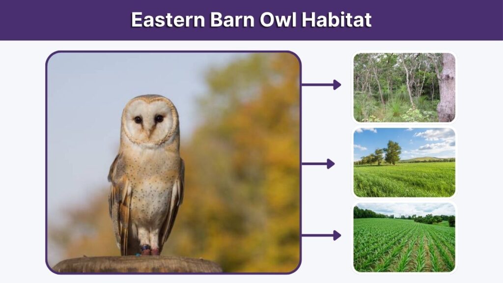Eastern Barn Owl Habitat