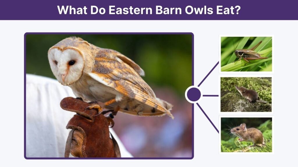 What Do Eastern Barn Owls Eat?