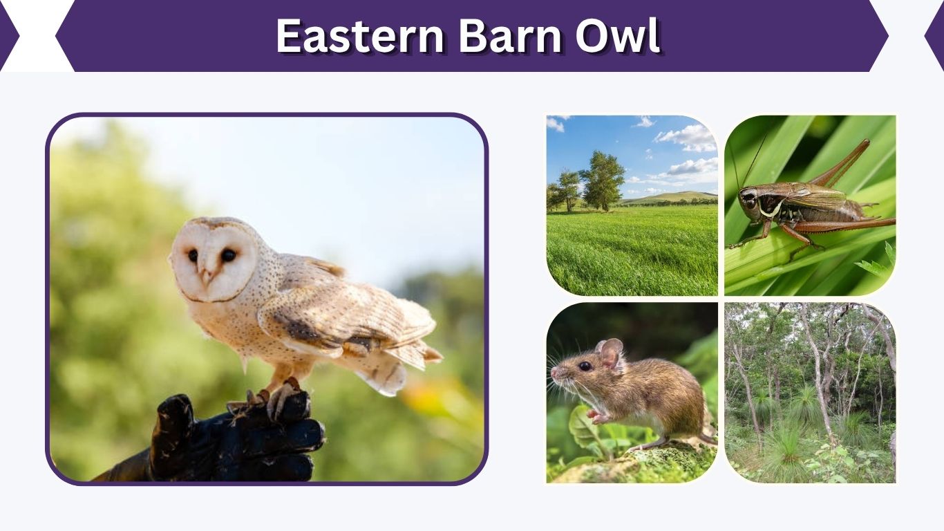 Eastern Barn Owl: Habitat, Range, Call, Diet & Facts