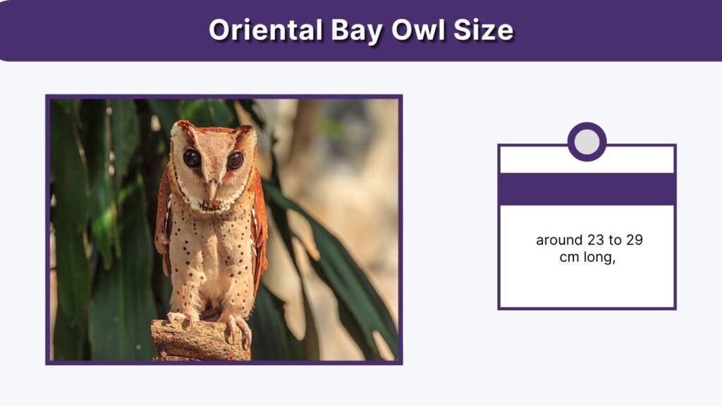 Oriental Bay Owl Size