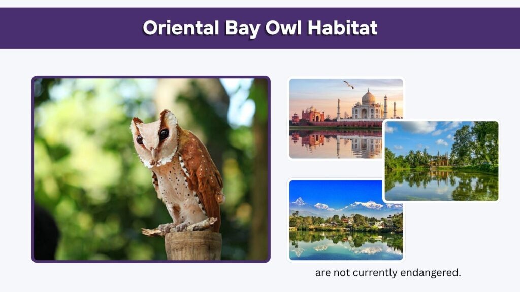 Oriental Bay Owl Habitat
