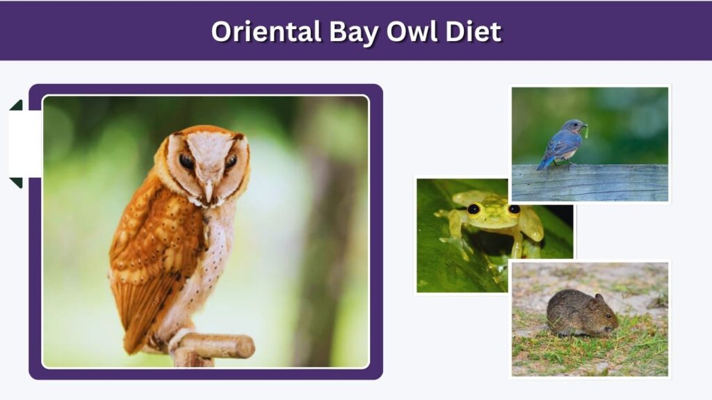 Oriental Bay Owl Diet