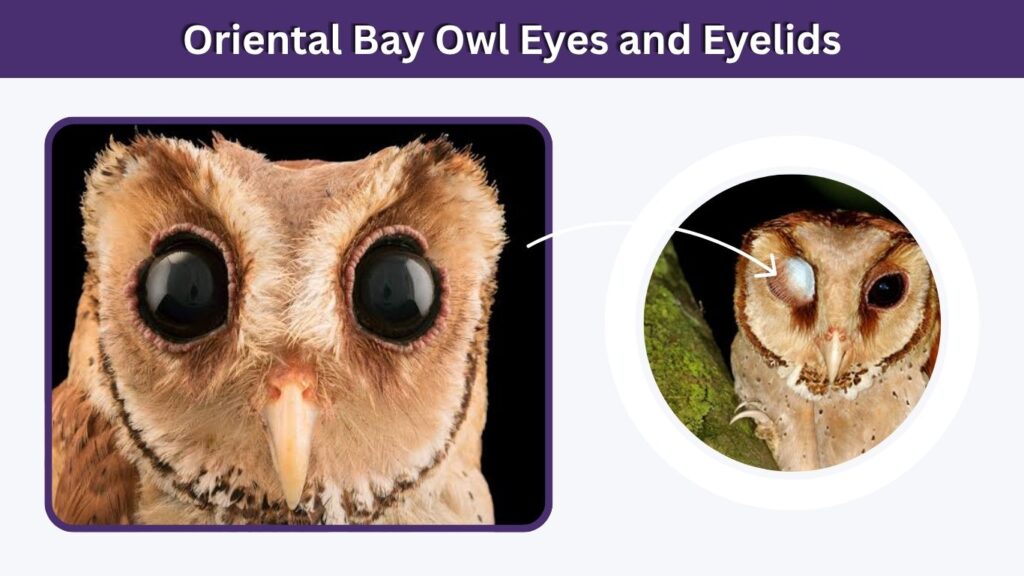 Oriental Bay Owl Eyes and Eyelids