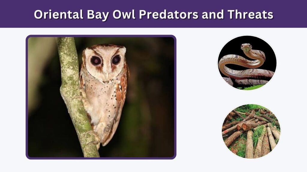 Oriental Bay Owl Predators and Threats