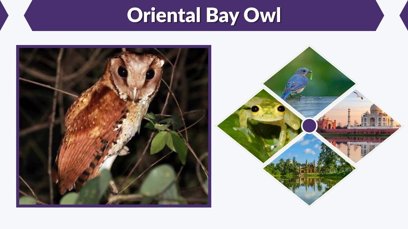 Oriental Bay Owl: Facts, Size, Habitat, Diet & Call