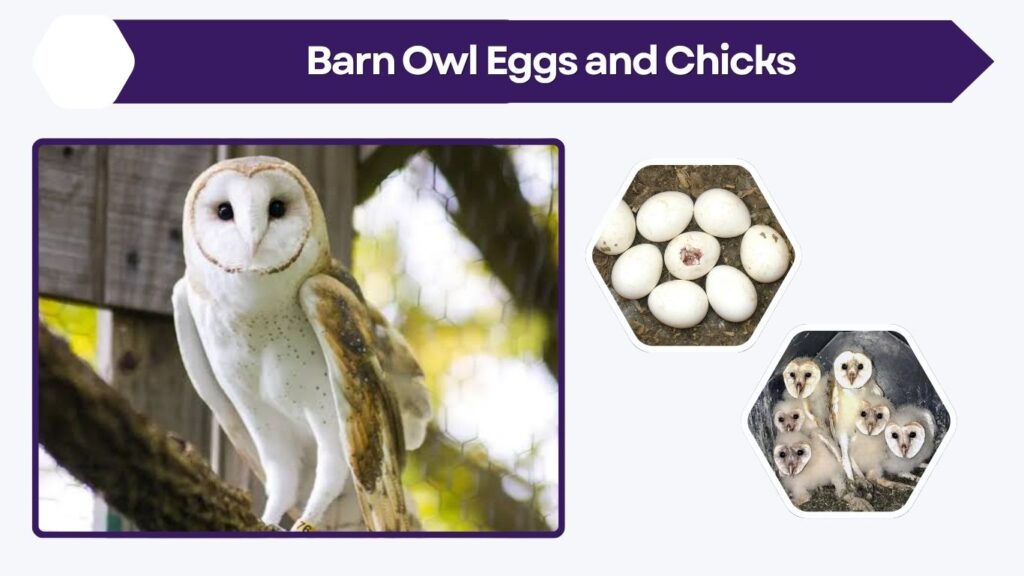 Barn Owl Eggs and Chicks